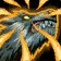 Primal Surge