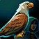Avian Specialization